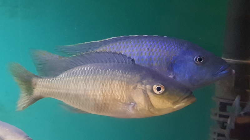 Dimidiochromis kiwinge